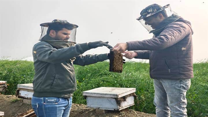 सरसों की खेती के साथ मधुमक्खी पालन से बढ़ी आमदनी, विदिशा के किसानों को तीन माह में 15 हजार की अतिरिक्त आय