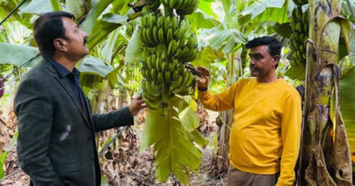मोहखेड़ के किसान कैलाश पवार ने पथरीली भूमि में जी-9 केले की खेती से रचा नवाचार