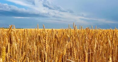 गेहूँ मंडी रेट (31 जनवरी 2026)