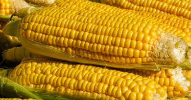 मक्का मंडी रेट (31 जनवरी 2026)