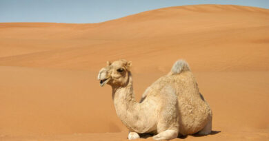 ऊँट का दूध: रेगिस्तान का अमृत और स्वास्थ्य का सशक्त स्रोत