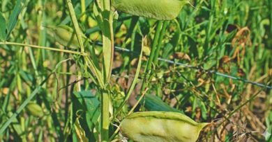 तिवड़ा वापस आ रहा है !