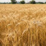 मध्यप्रदेश: समर्थन मूल्य पर गेहूं उपार्जन में रिकॉर्ड उत्साह, 1.81 लाख किसानों ने कराया पंजीयन  