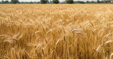 मध्यप्रदेश: समर्थन मूल्य पर गेहूं उपार्जन में रिकॉर्ड उत्साह, 1.81 लाख किसानों ने कराया पंजीयन  