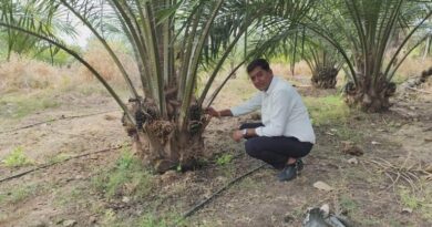 रायपुर: पाम ऑयल की खेती से किसान मुकेश की बड़ी कमाई, एक एकड़ में कमा रहे सवा लाख का मुनाफा  