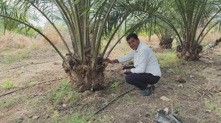 रायपुर: पाम ऑयल की खेती से किसान मुकेश की बड़ी कमाई, एक एकड़ में कमा रहे सवा लाख का मुनाफा  