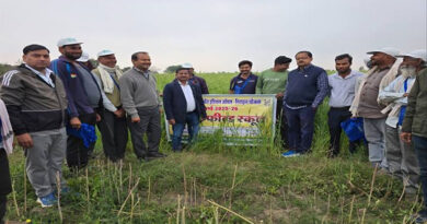 मध्यप्रदेश: उड़द फसल लगाने पर कृषकों को मिलेंगे 600 रुपये बोनस