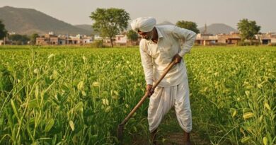 कृषि विभाग की सलाह: किसान भाई जायद में मूंग की जगह उड़द की करें खेती, 70-75 दिन में होगी तैयार; मिलेगी बंपर पैदावार  