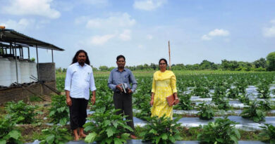 छत्तीसगढ़: 10 एकड़ में ग्राफ्टेड बैंगन उगाकर किसान चिंतामणि ने कमाए 16 लाख रुपए  