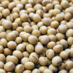 MP Soyabean Mandi Rate: मध्यप्रदेश में ₹5601 प्रति क्विंटल तक बिका सोयाबीन, जानिए 27 फरवरी के ताजा भाव  