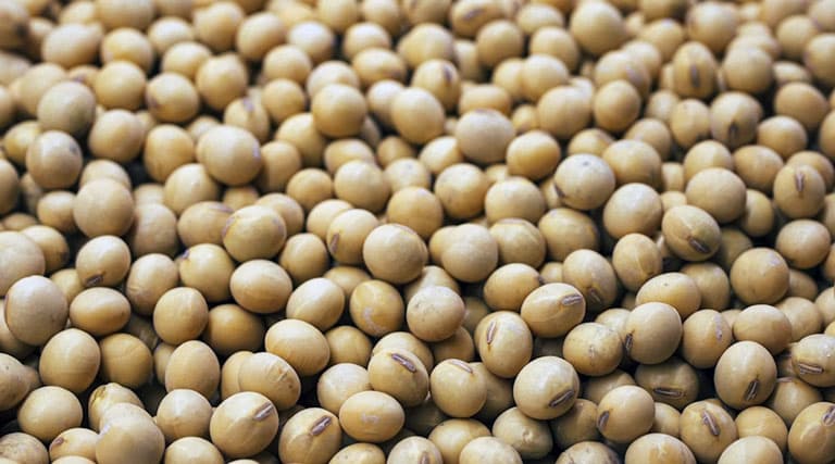 सोयाबीन मंडी रेट (08 फरवरी 2026)