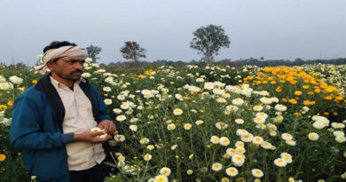 गेंदा की खेती ने बदली बैतूल के किसान की किस्मत, महज 3 माह में कमाए 2 लाख रुपये गेंदा की खेती ने बदली बैतूल के किसान की किस्मत, महज 3 माह में कमाए 2 लाख रुपये