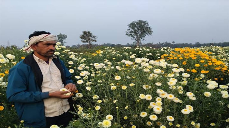गेंदा की खेती ने बदली बैतूल के किसान की किस्मत, महज 3 माह में कमाए 2 लाख रुपये