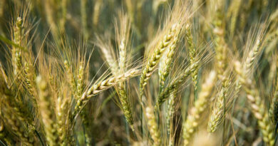 मुरादाबाद के किसान यदि करते है मोटे अनाज की खेती तो मिलेगा भारी अनुदान