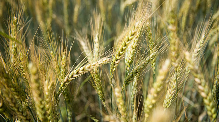 मुरादाबाद के किसान यदि करते है मोटे अनाज की खेती तो मिलेगा भारी अनुदान