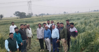 इंदौर जिले में बेमौसम बारिश से गेहूं की फसल प्रभावित