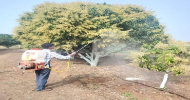 किसान आम की फसल में फूल आने की अवस्था में करें फसल प्रभात का छिड़काव, पैदावार होगी दोगुनी