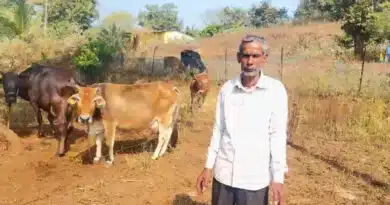 हीट सिंक्रोनाइजेशन तकनीक से दंतेवाड़ा के किसान की चमकी किस्मत, अब रोजाना 100 लीटर दूध का कर रहे उत्पादन  