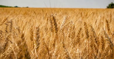 मुरैना: 63 केंद्रों पर होगा निःशुल्क गेहूं पंजीयन, जानें तारीख, दस्तावेज और सत्यापन प्रक्रिया  