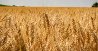 मुरैना: 63 केंद्रों पर होगा निःशुल्क गेहूं पंजीयन, जानें तारीख, दस्तावेज और सत्यापन प्रक्रिया  