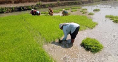 रायपुर : फसल विविधीकरण से बदली धमतरी के किसानों की तक़दीर, रागी-दलहन ने खोले आय के नए द्वार