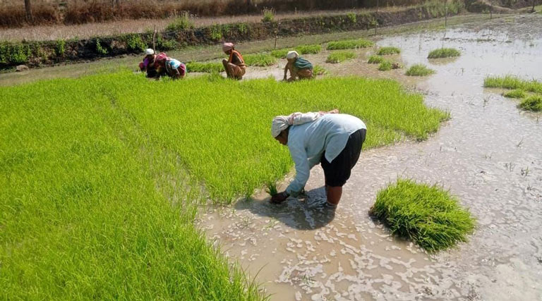 रायपुर : फसल विविधीकरण से बदली धमतरी के किसानों की तक़दीर, रागी-दलहन ने खोले आय के नए द्वार