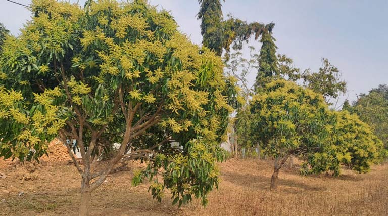 रायपुर : जशपुर की अमराइयों में बौरों की बहार, रिकॉर्ड उत्पादन की उम्मीद