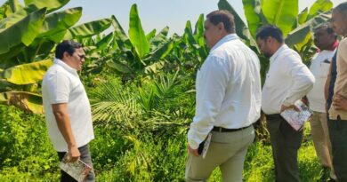 छत्तीसगढ़ में 10,796 हेक्टेयर में ऑयल पाम रोपण, 7,315 किसान हो रहे लाभान्वित  