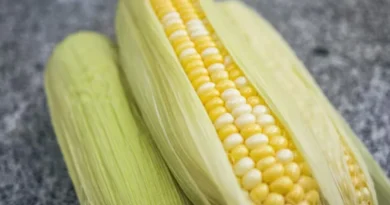 मक्का मंडी रेट (25 फरवरी 2026)