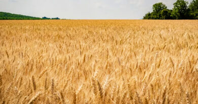 गेहूँ मंडी रेट (17 फरवरी 2026)