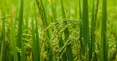 धान मंडी रेट (17 फरवरी 2026)