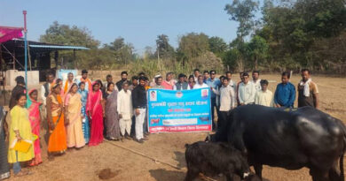 मध्यप्रदेश: मुख्यमंत्री दुधारू पशु प्रदाय योजना के तहत जबलपुर के 21 हितग्राहियों को मिली 42 मुर्रा भैंसें  