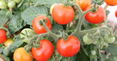 बेगमगंज के किसान ओमप्रकाश ने पारंपरिक खेती छोड़ उगाए टमाटर, महज डेढ़ एकड़ में की 6 लाख की बंपर कमाई