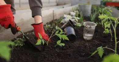 ₹1000 से कम में घर पर सब्ज़ी उगाने की शुरुआत: शुरुआती लोगों के लिए बेस्ट होम गार्डनिंग किट