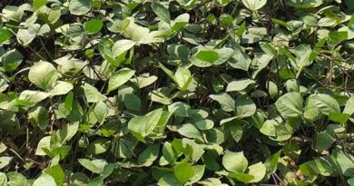 बुरहानपुर: मूंग फसल की जगह उड़द की बोनी करने की सलाह