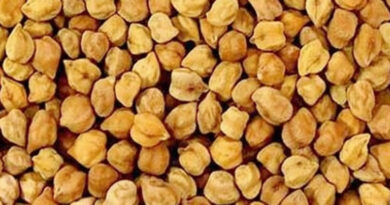 बड़वानी : गेहूं पंजीयन के 21 केंद्रों पर ही चना फसल का पंजीयन 16 मार्च तक होगा