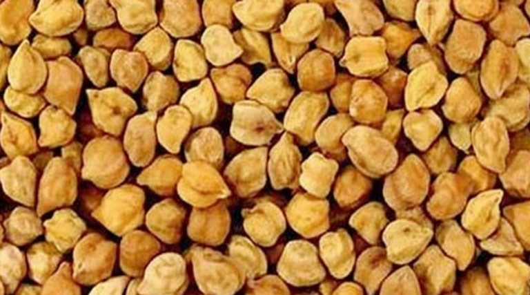 बड़वानी : गेहूं पंजीयन के 21 केंद्रों पर ही चना फसल का पंजीयन 16 मार्च तक होगा