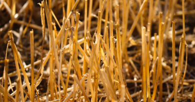 नरवाई प्रबंधन के लिए कार्ययोजना तैयार करने के निर्देश