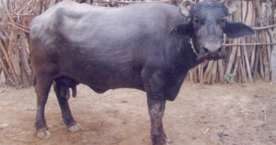 बन्नी भैंस: कच्छ के घासभूमि क्षेत्र की जलवायु-अनुकूल दुग्ध नस्ल बन्नी भैंस: कच्छ के घासभूमि क्षेत्र की जलवायु-अनुकूल दुग्ध नस्ल