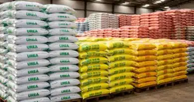 तमिलनाडु में उर्वरकों की उपलब्धता पर्याप्त: जगत प्रकाश नड्डा तमिलनाडु में उर्वरकों की उपलब्धता पर्याप्त: जगत प्रकाश नड्डा