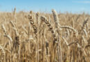 किसानों के लिए वरदान बनी गेहूं किस्म DBW-303, कम लागत में देगी रिकॉर्ड उपज और मजबूत फसल