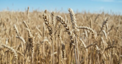 किसानों के लिए वरदान बनी गेहूं किस्म DBW-303, कम लागत में देगी रिकॉर्ड उपज और मजबूत फसल