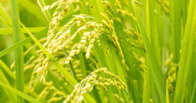 धान मंडी रेट (28 मार्च 2026) 