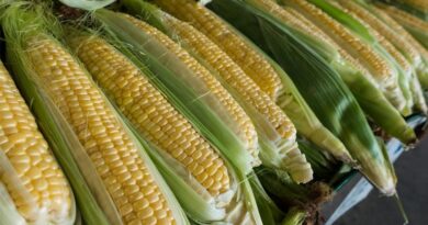 आज का मक्का मंडी रेट (17 मार्च 2026)