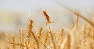 एमपी के किसानों को मिलेगा अतिरिक्त बोनस, समर्थन मूल्य पर गेहूं खरीदी की तैयारी