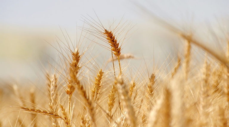 एमपी के किसानों को मिलेगा अतिरिक्त बोनस, समर्थन मूल्य पर गेहूं खरीदी की तैयारी