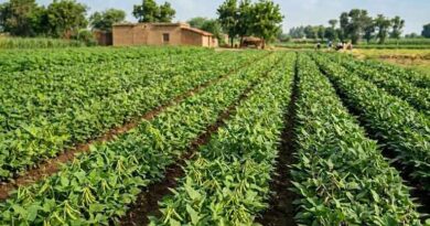 ज़ायद में मूंग-उड़द की उन्नत खेती: कम समय में अधिक उत्पादन और बेहतर मुनाफा