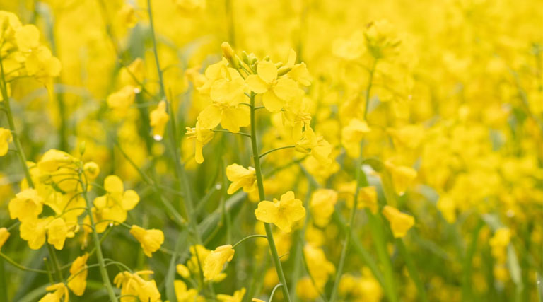कृषि उपज मंडी विदिशा में बैठक आयोजित