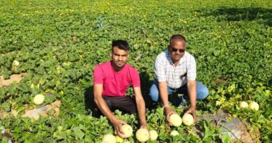 छिंदवाड़ा: उद्यानिकी फसलों से अंकित कमा रहे लाखों का मुनाफा