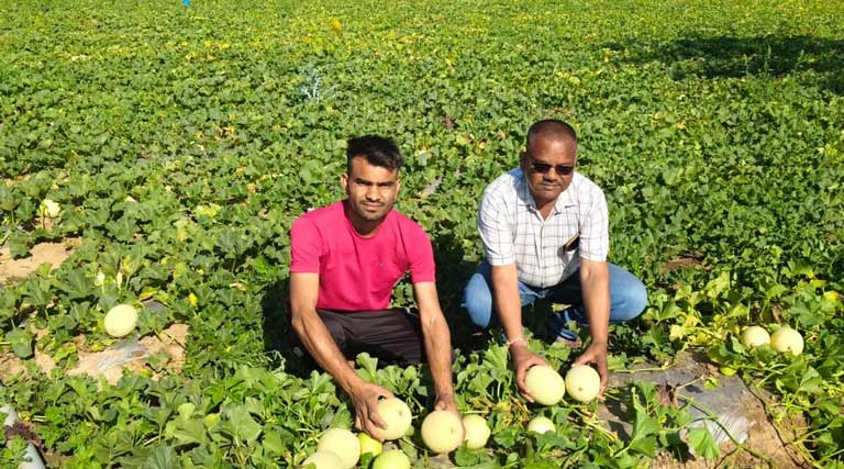 छिंदवाड़ा: उद्यानिकी फसलों से अंकित कमा रहे लाखों का मुनाफा